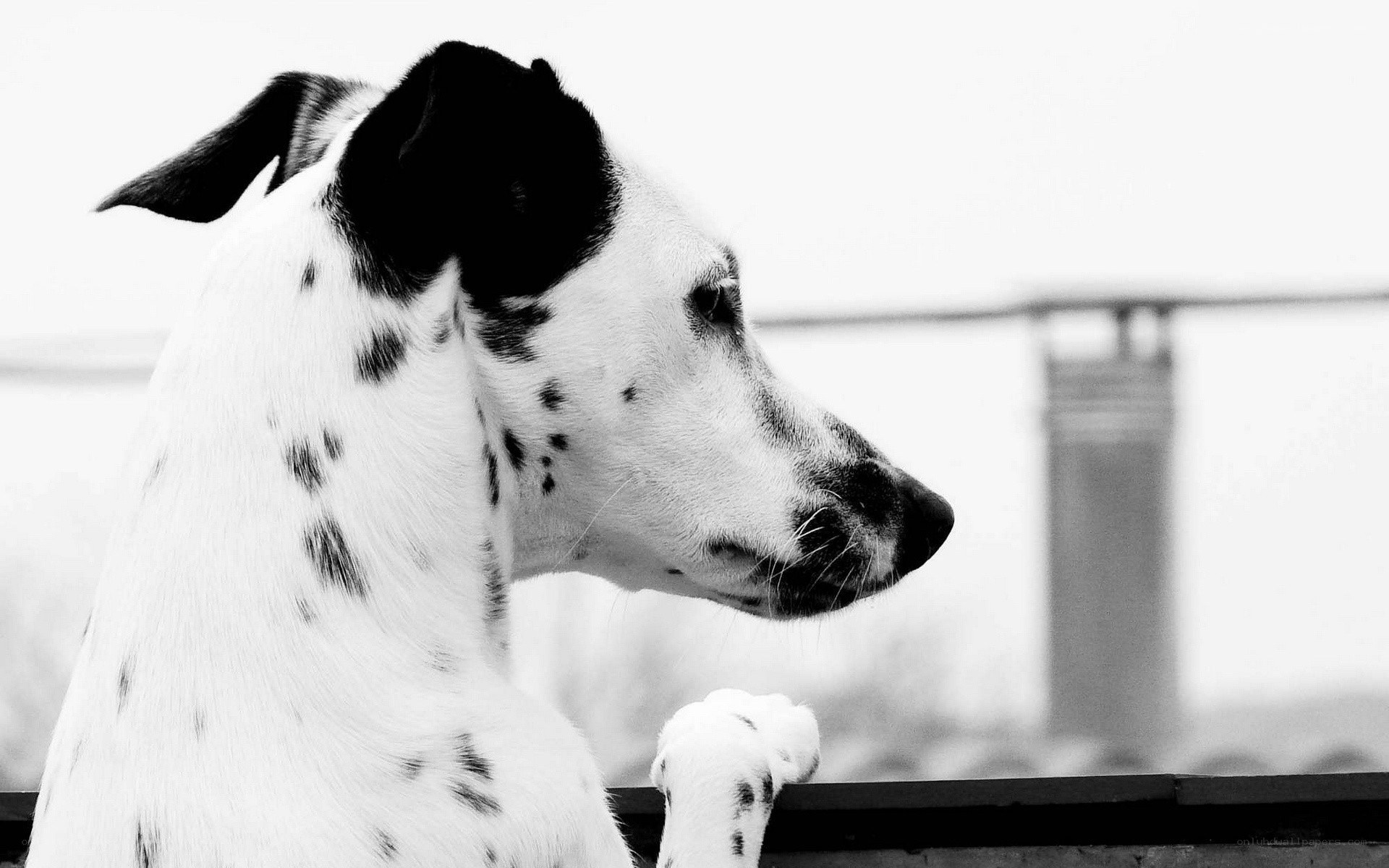 Dalmatian dog on balcony