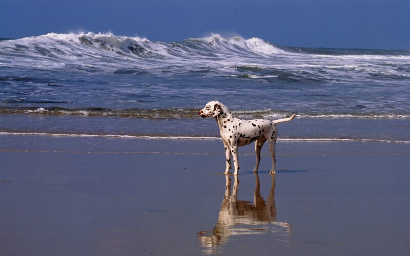 Dalmatian Dog on Beach — Blue