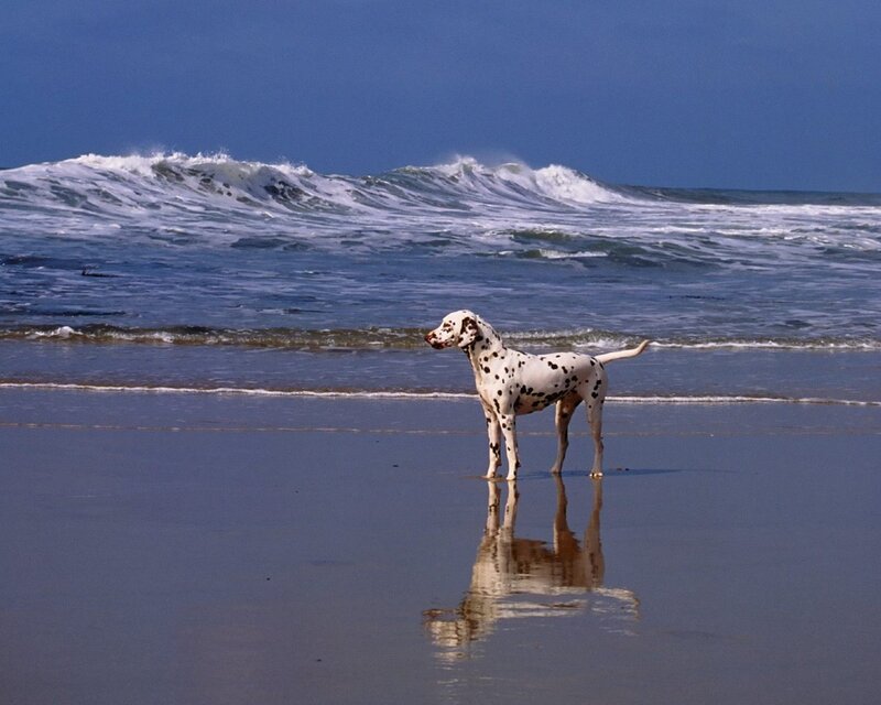 Dalmatian Dog on Beach