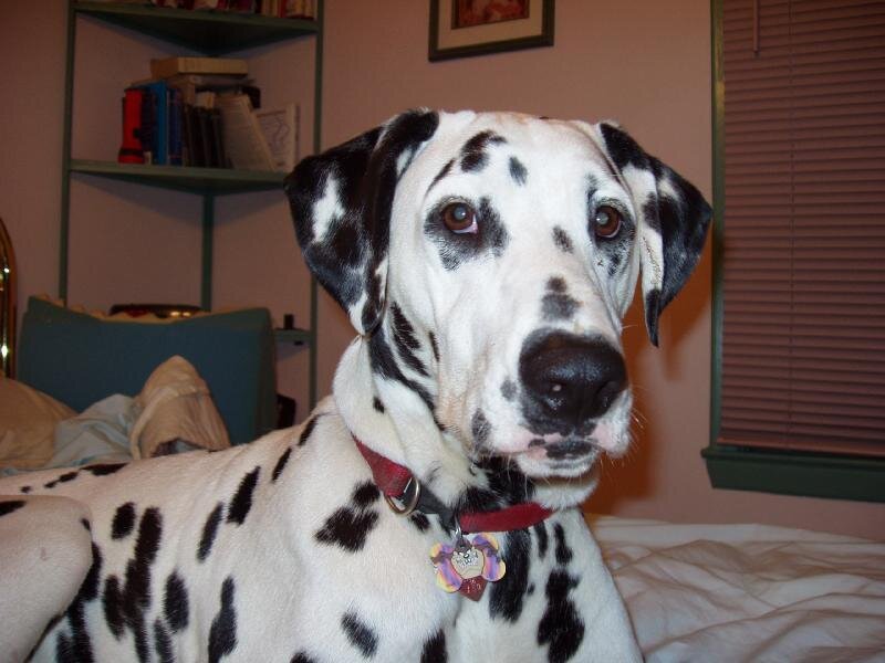 Dalmatian Dog on Bed