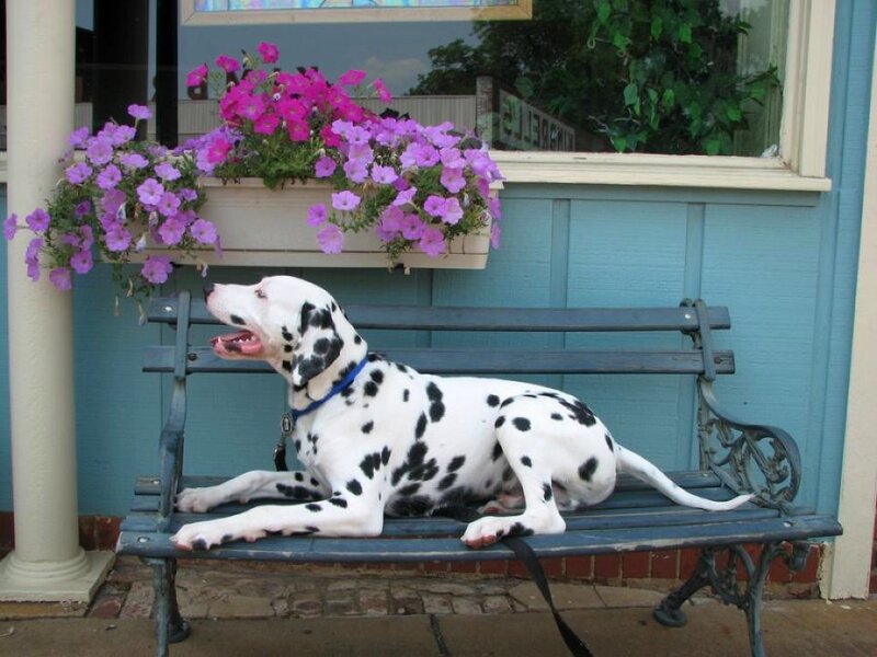 Dalmatian Dog on Bench