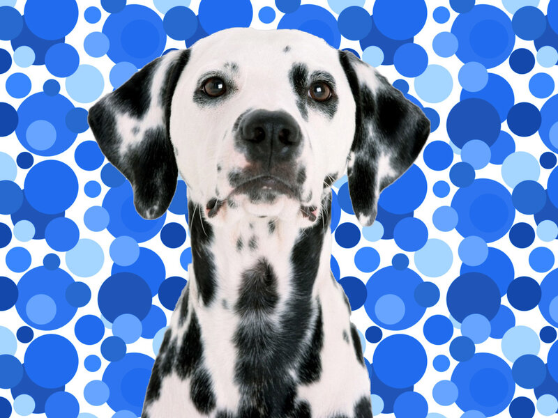 Dalmatian dog on blue background