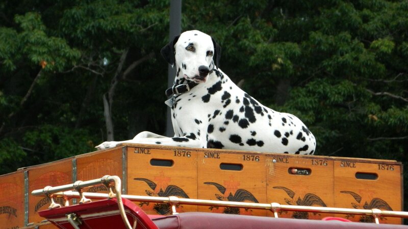 Dalmatian Dog on Cart