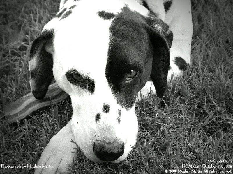 Dalmatian dog on grass