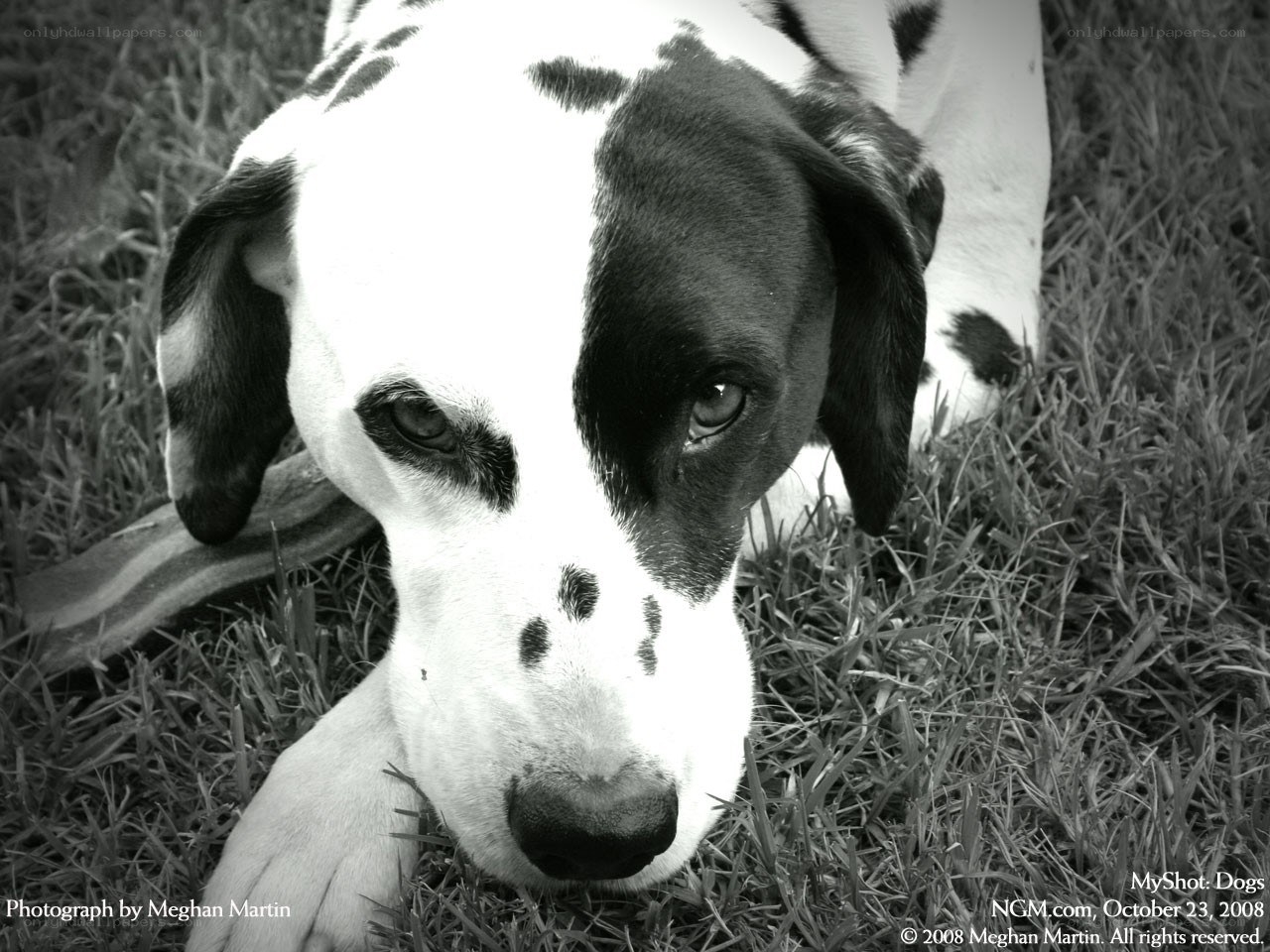 Dalmatian dog on grass