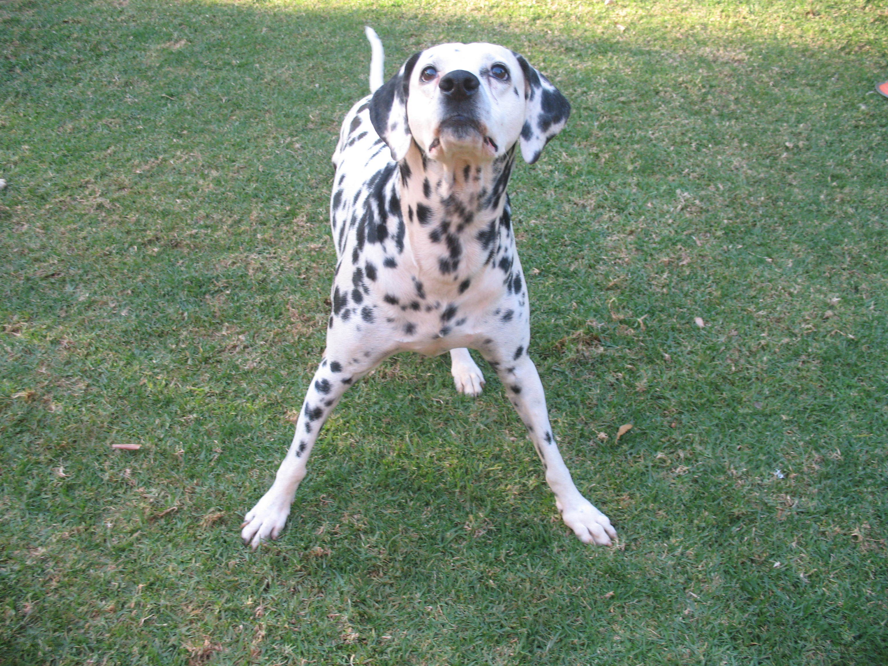 Dalmatian dog on grass
