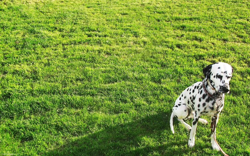Dalmatian Dog on Grass — Green