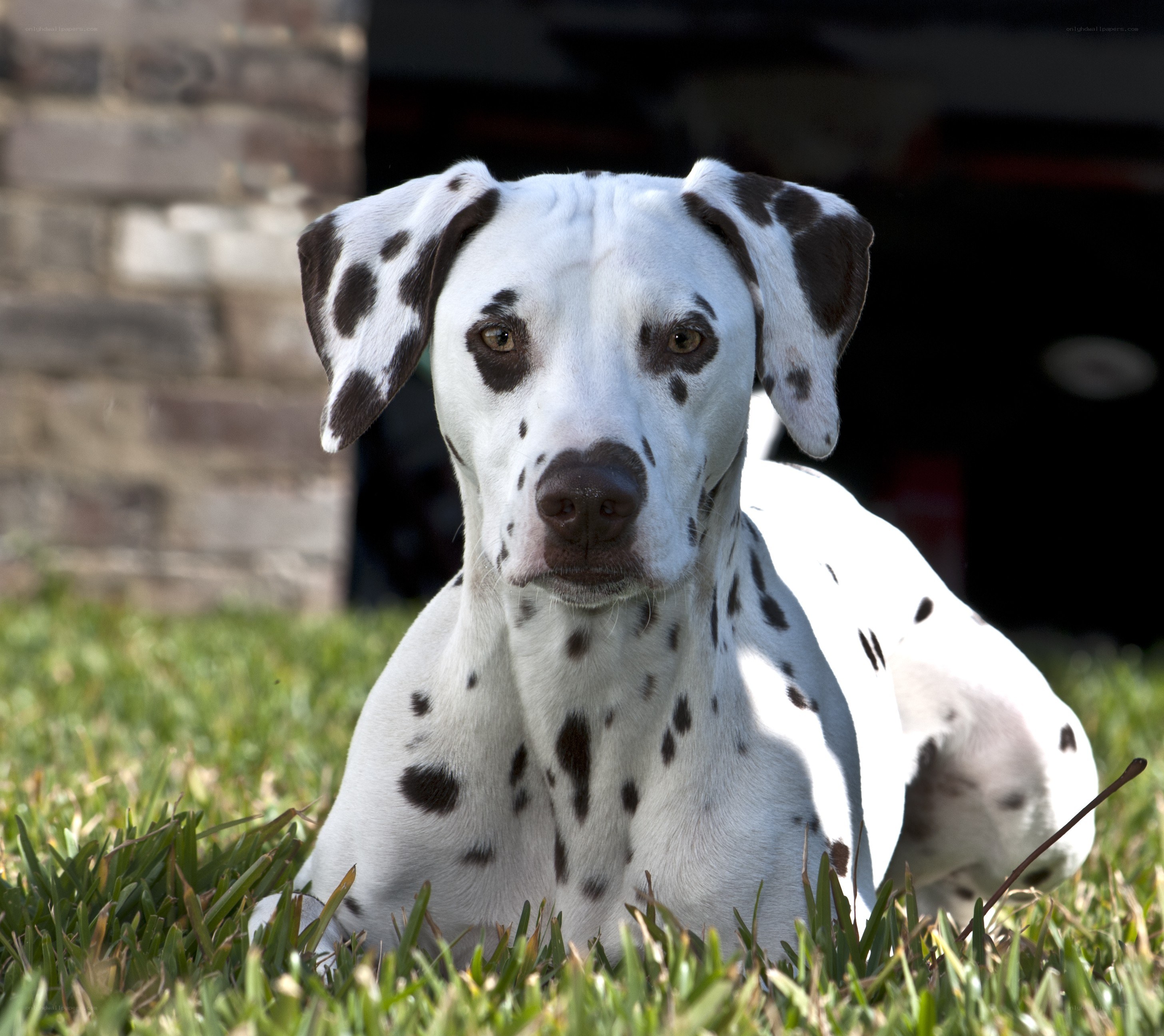 Dalmatian dog on grass
