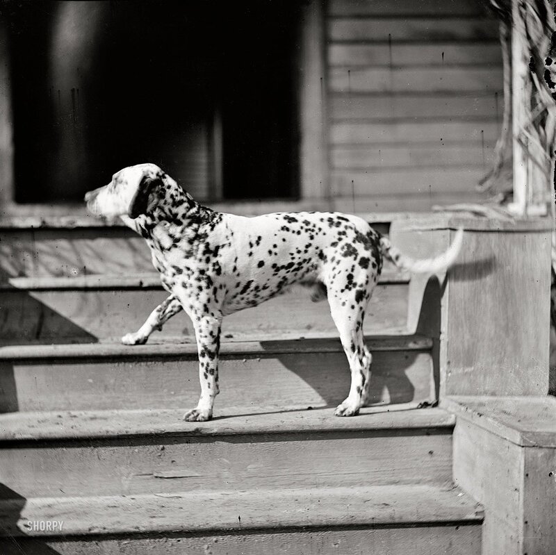 Dalmatian dog on porch steps