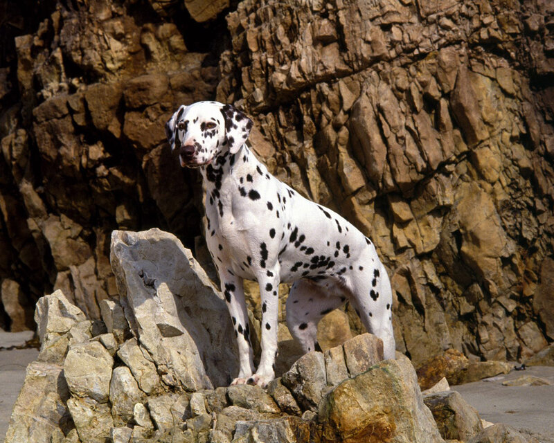 Dalmatian Dog on Rocks