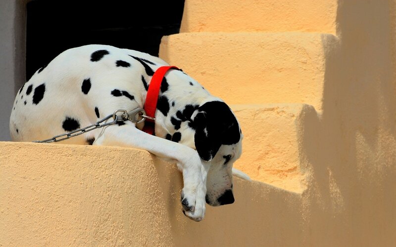 Dalmatian dog on steps