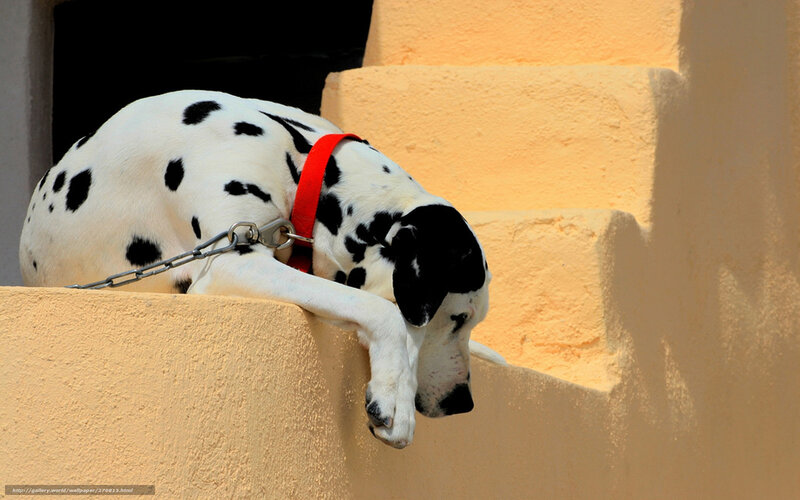 Dalmatian Dog on Steps — White, Calm, Afternoon