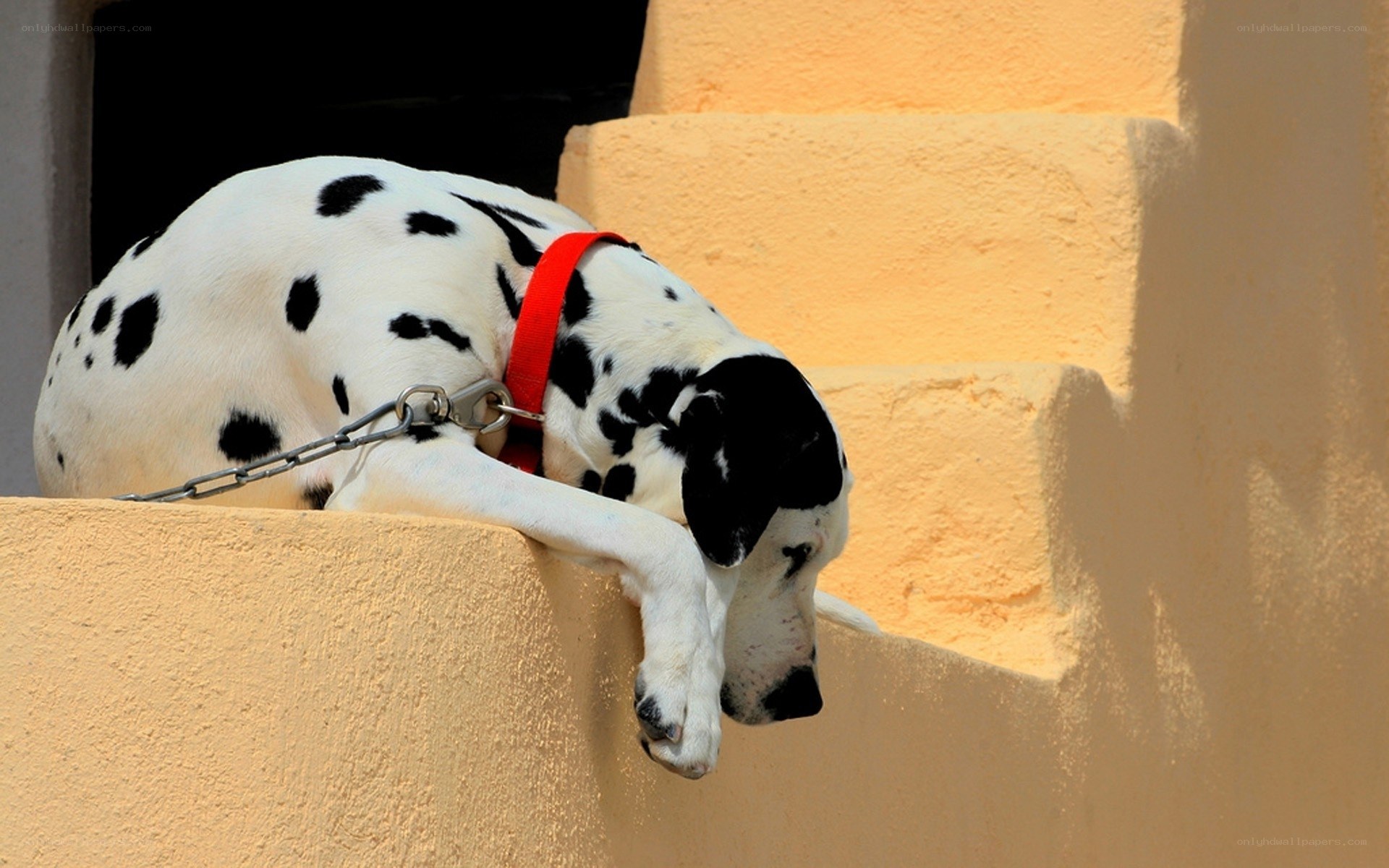Dalmatian dog on steps