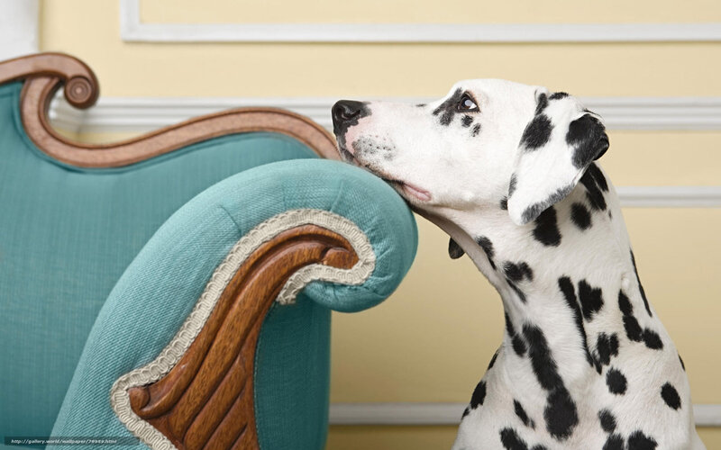 Dalmatian dog on vintage chair