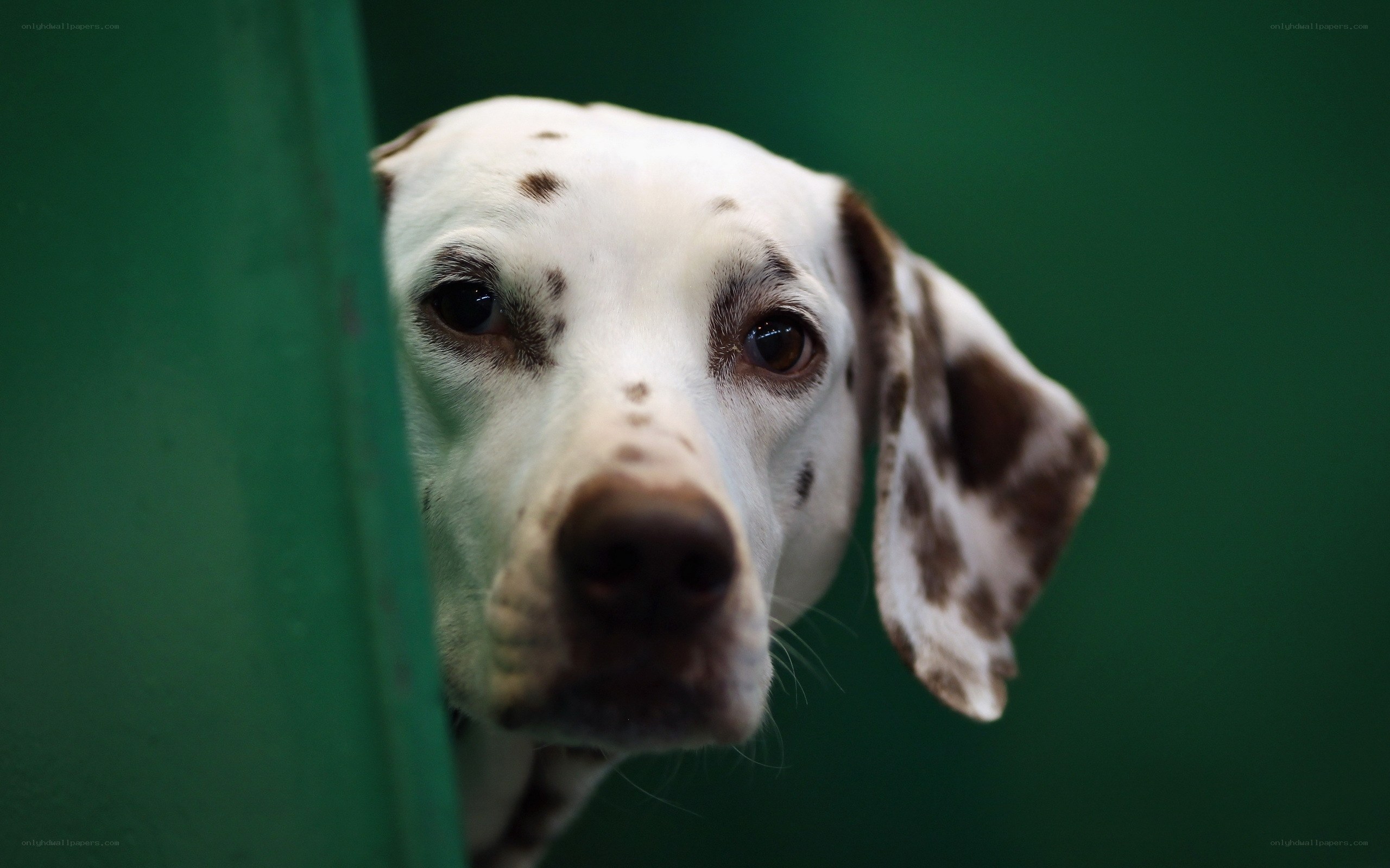 Dalmatian dog peeking from behind