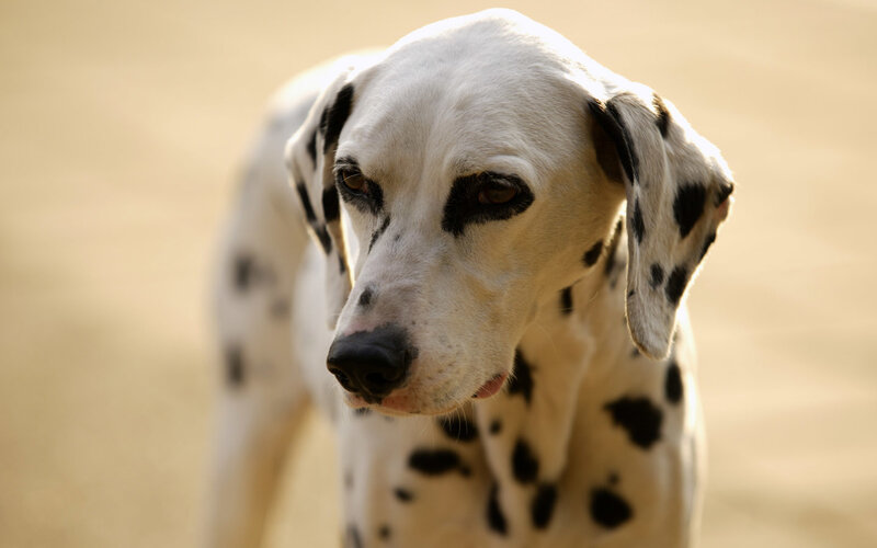 Dalmatian dog portrait