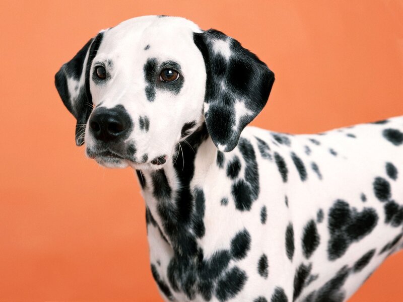 Dalmatian dog portrait
