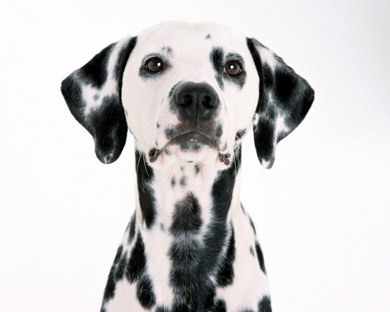 Dalmatian dog portrait