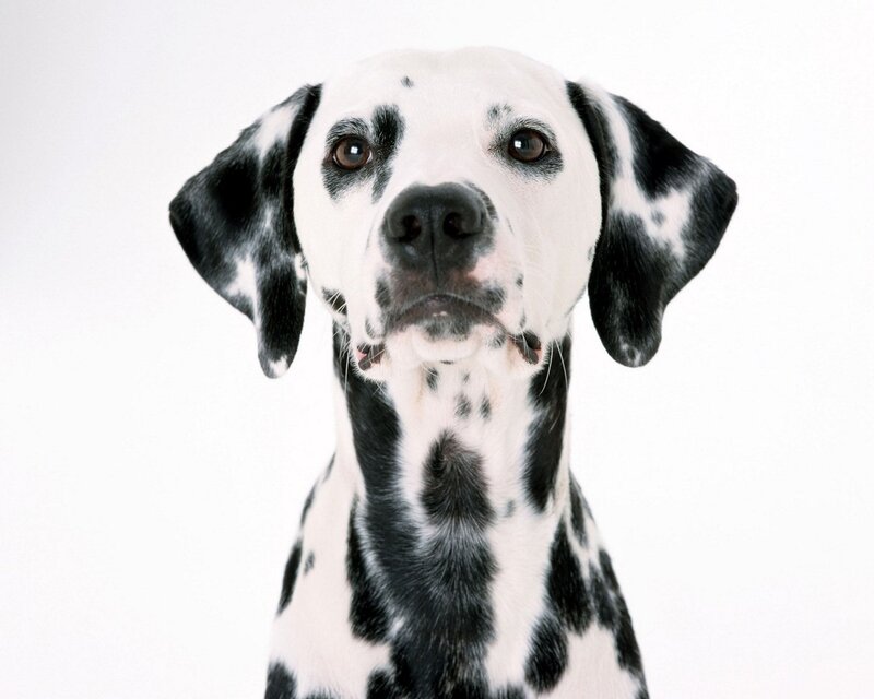 Dalmatian dog portrait