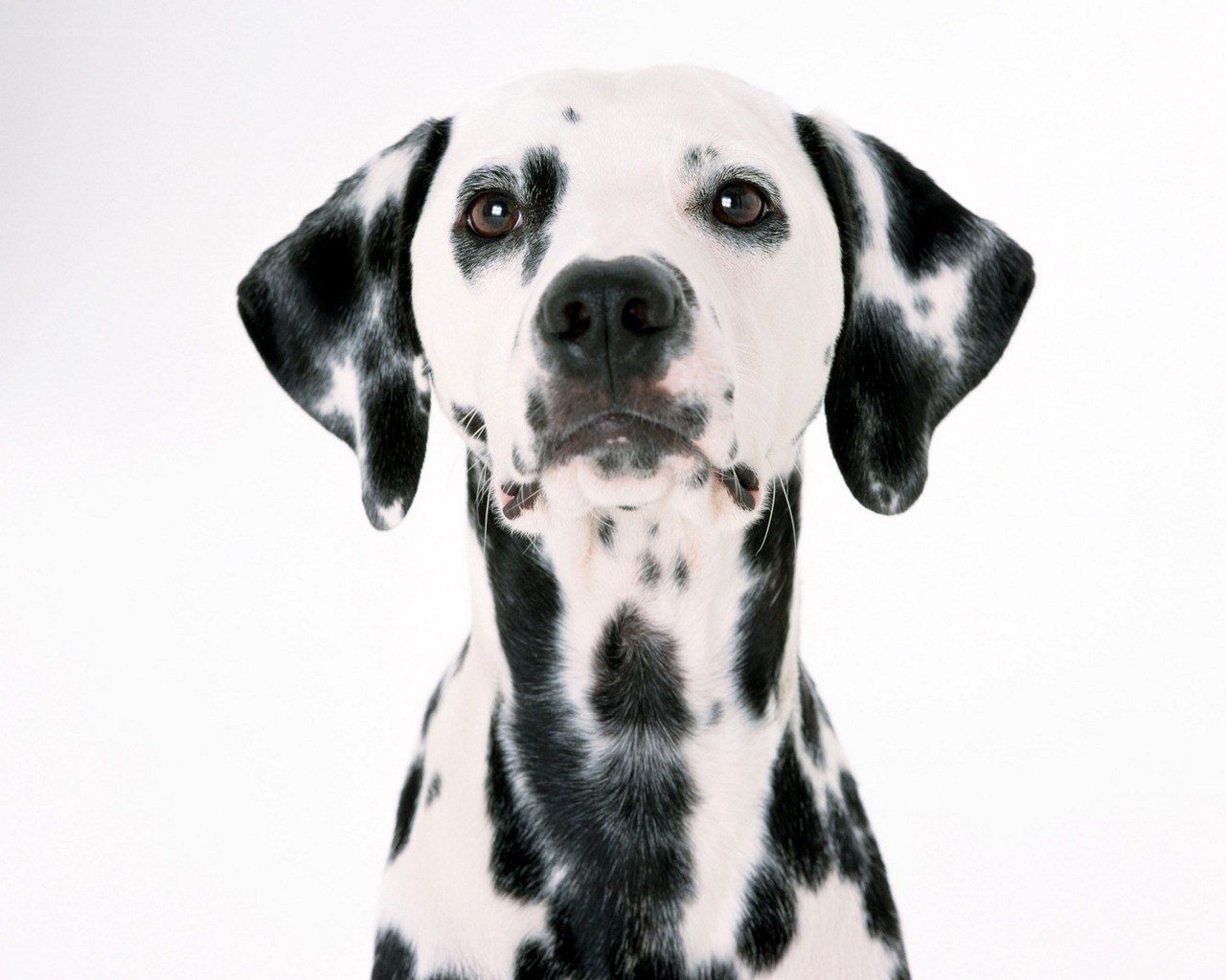 Dalmatian dog portrait