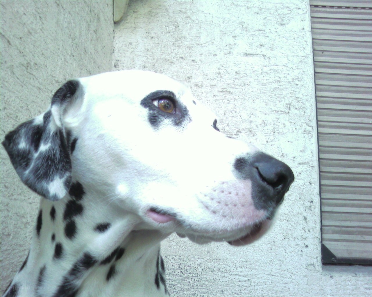 Dalmatian dog portrait
