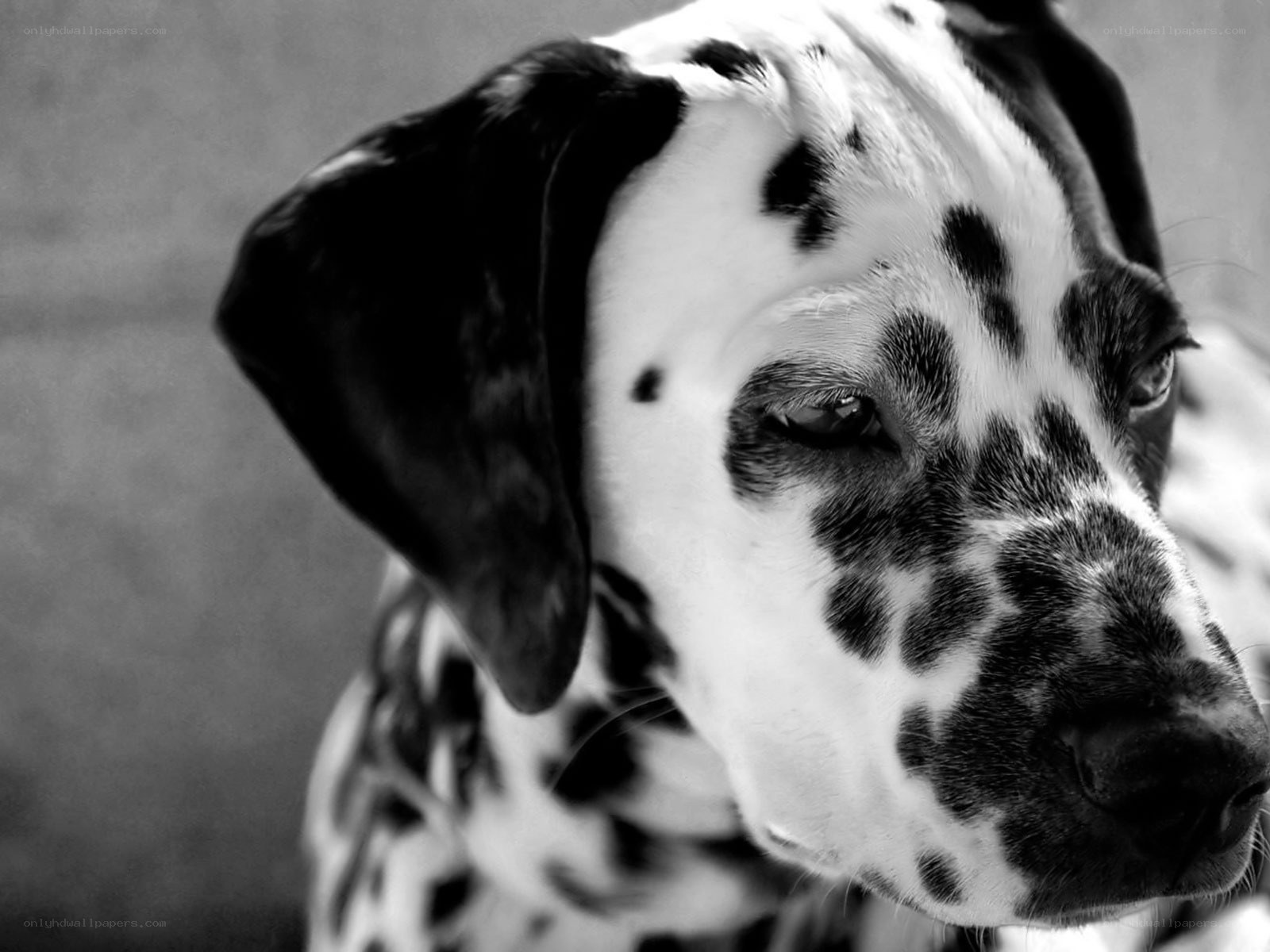 Dalmatian dog portrait