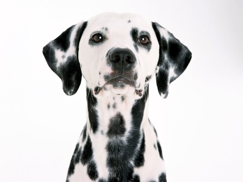 Dalmatian dog portrait