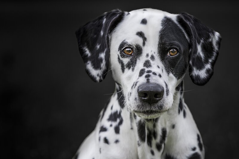 Dalmatian Dog Portrait — Black