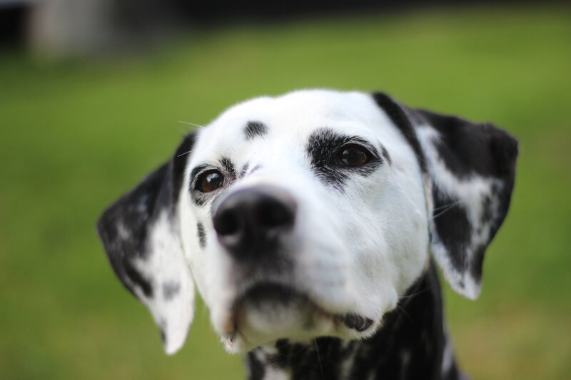 Dalmatian dog portrait