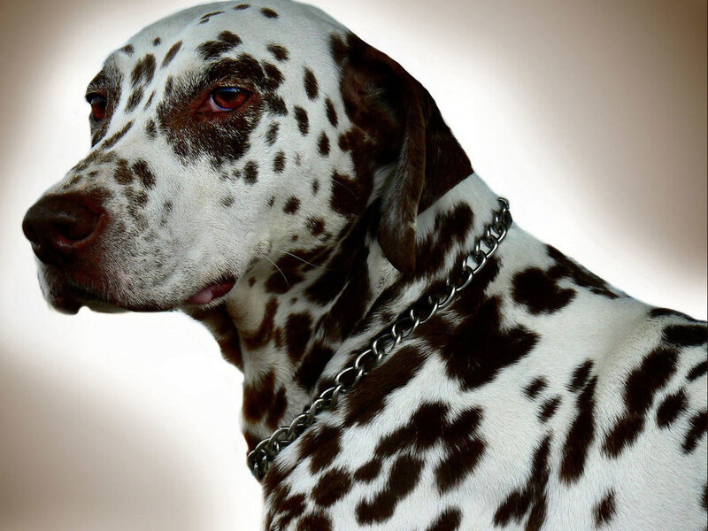 Dalmatian Dog Portrait — White