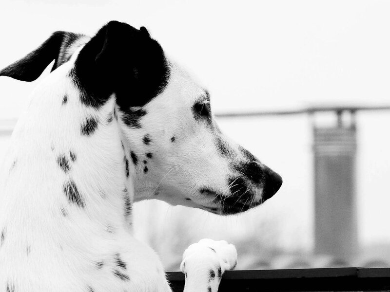 Dalmatian Dog Profile