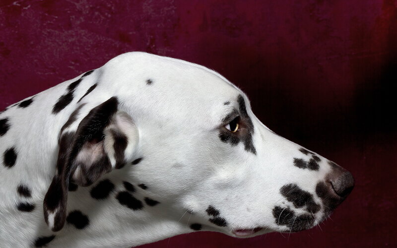 Dalmatian Dog Profile — White