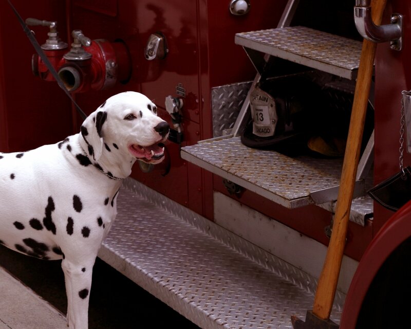 Dalmatian Dog — Red