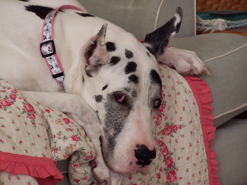 Dalmatian Dog Resting