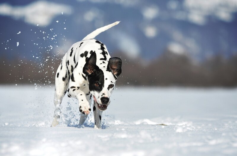 Dalmatian Dog Running