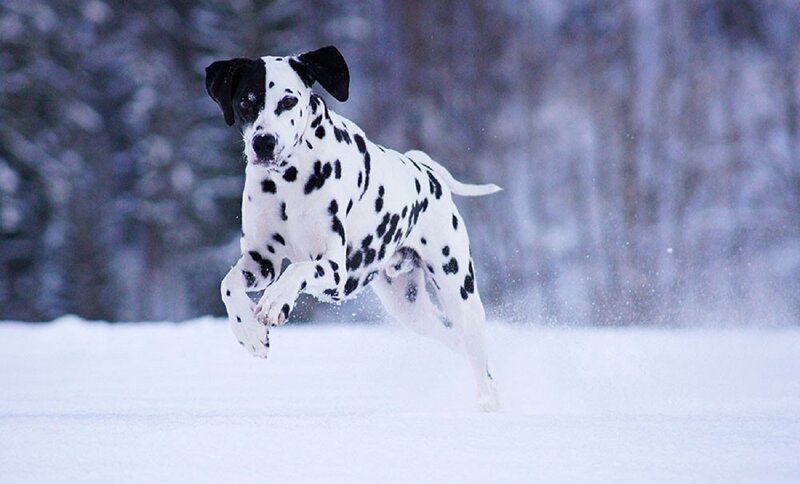 Dalmatian Dog Running — White, Active
