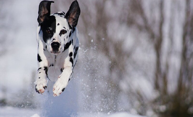 Dalmatian Dog Running — White, Active, Winter