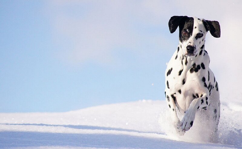 Dalmatian Dog Running — White