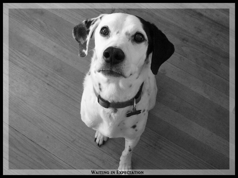 Dalmatian Dog Sitting