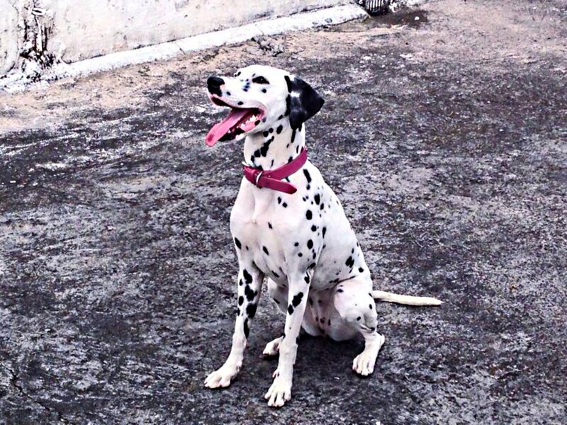 Dalmatian Dog Sitting — White, Calm, Photograph