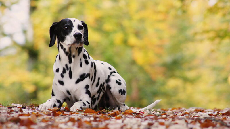 Dalmatian Dog Sitting — White, Calm