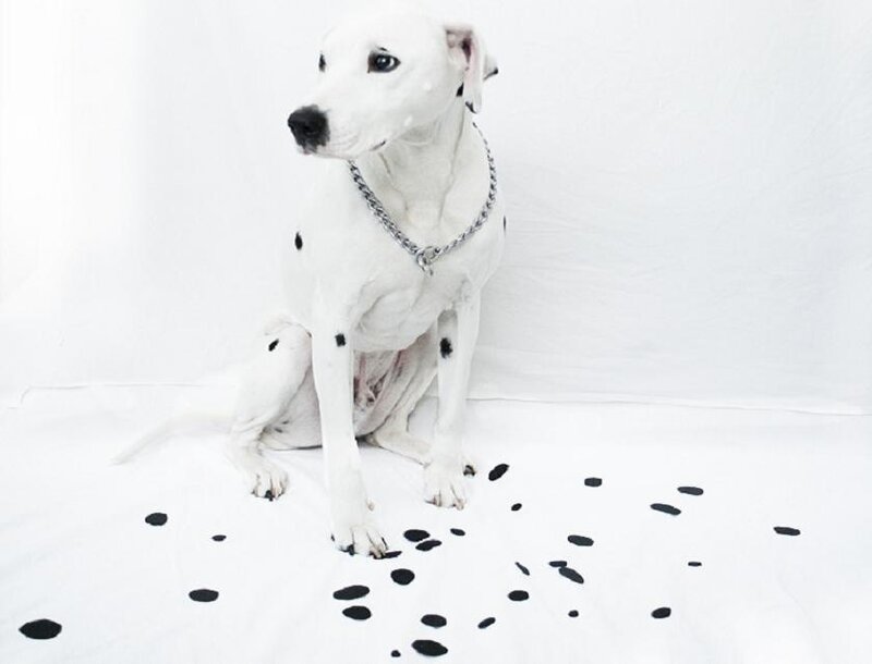 Dalmatian Dog Sitting — White