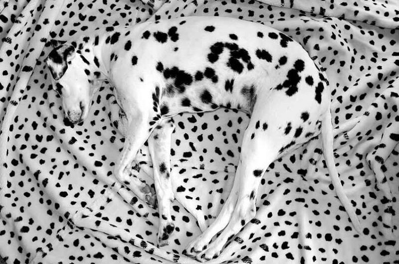 Dalmatian dog sleeping