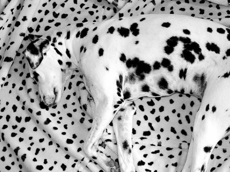 Dalmatian Dog Sleeping — Black