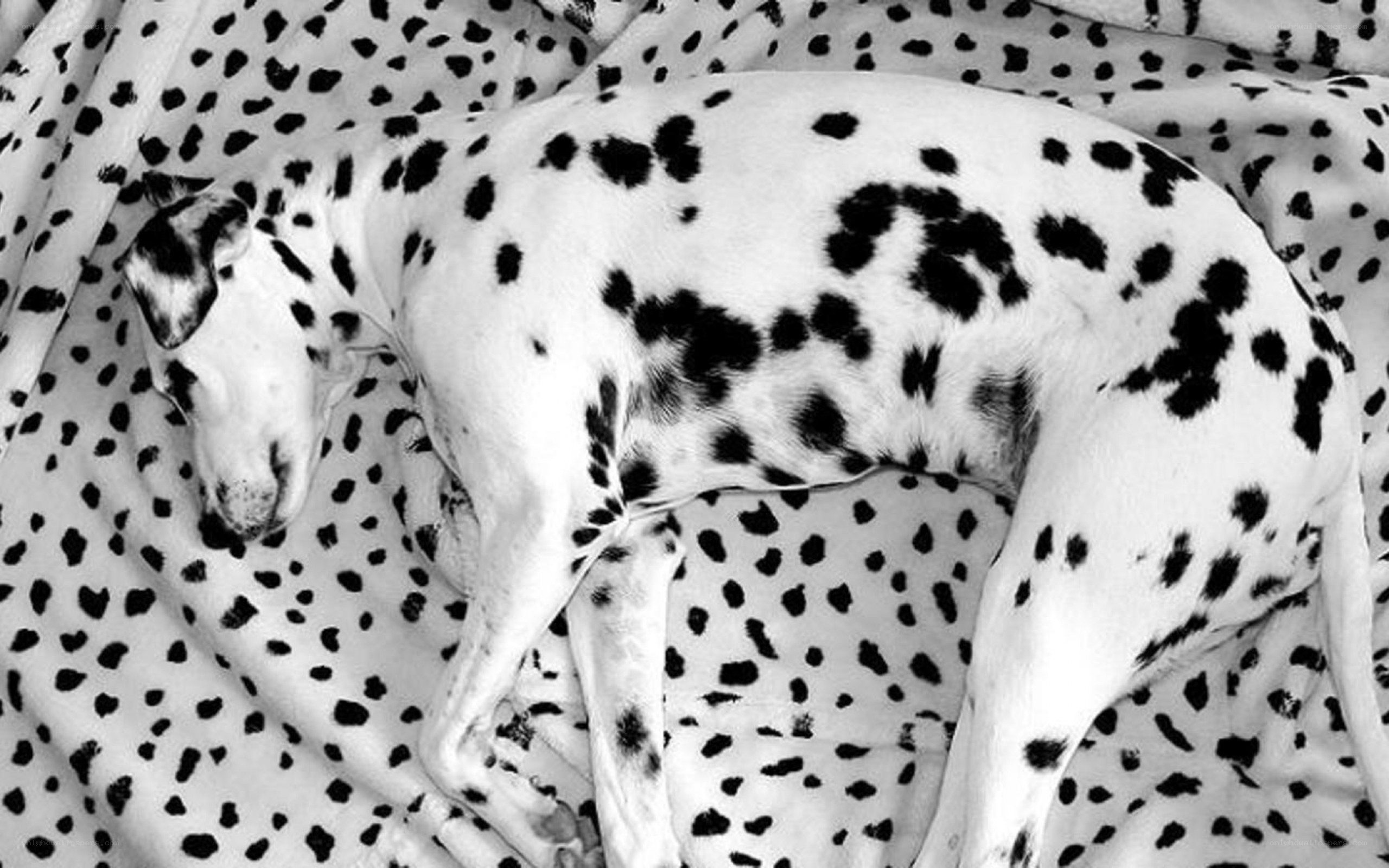Dalmatian dog sleeping