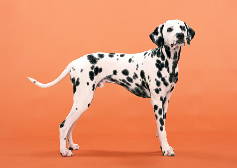 Dalmatian Dog Standing — Orange, Neutral