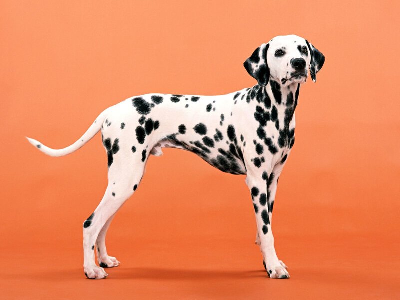 Dalmatian Dog Standing — Orange