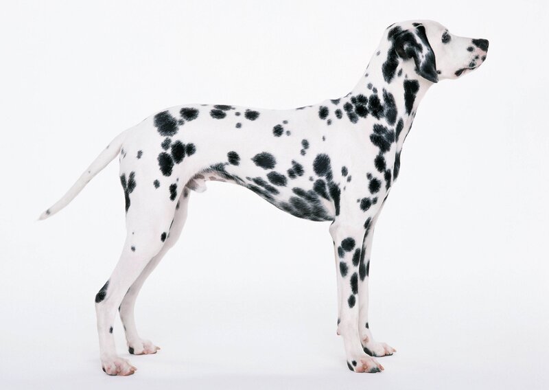 Dalmatian dog standing