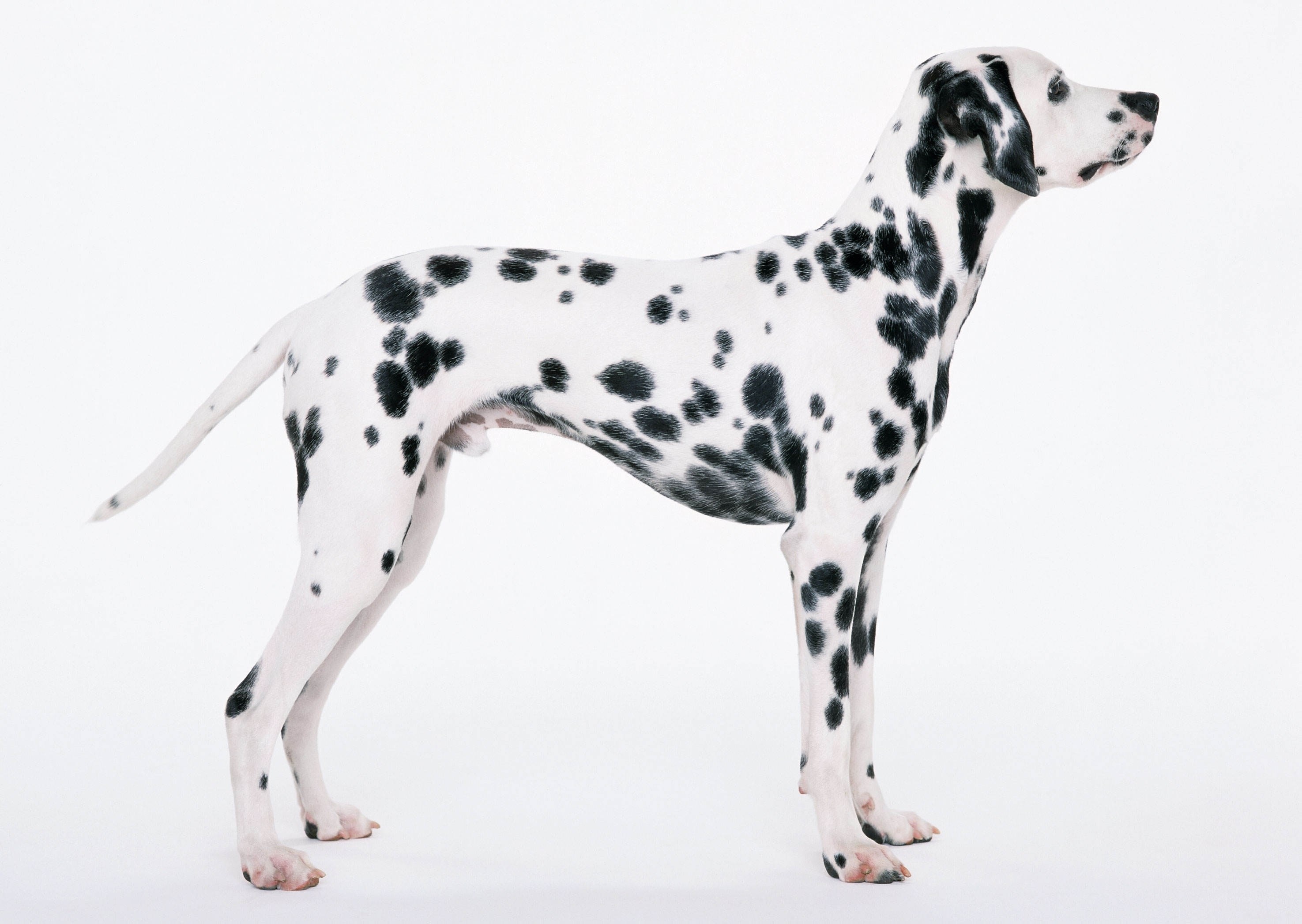 Dalmatian dog standing
