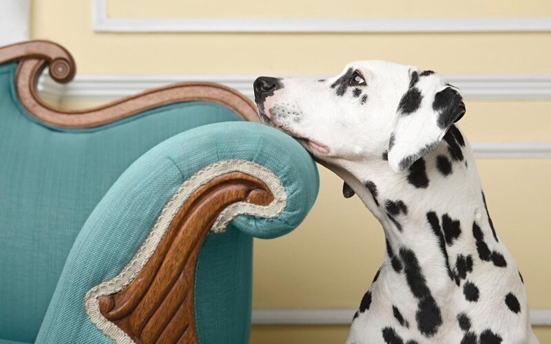 Dalmatian Dog — Teal, Calm, Photograph